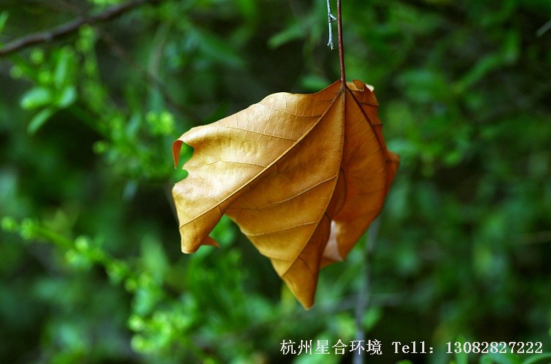 小区养护
