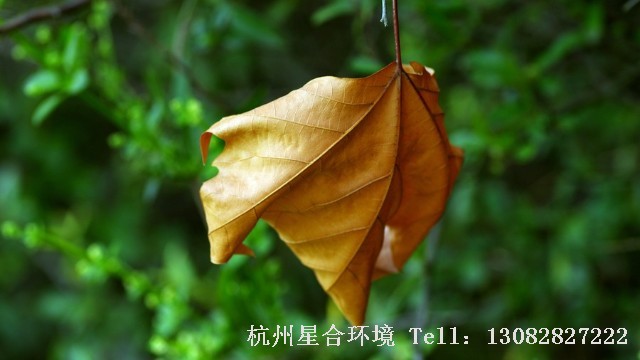 小区养护