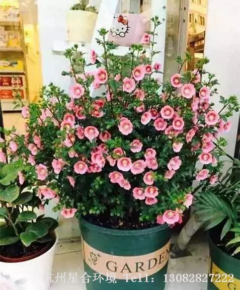 绿化施工