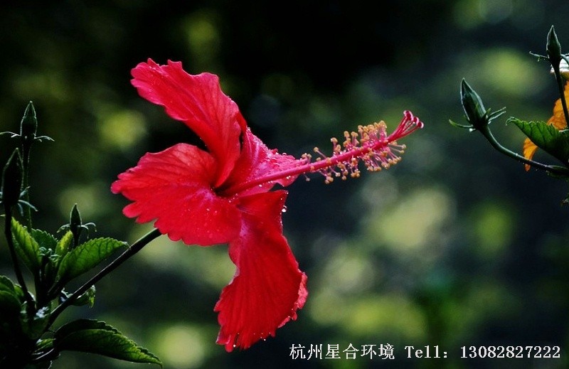 绿化施工