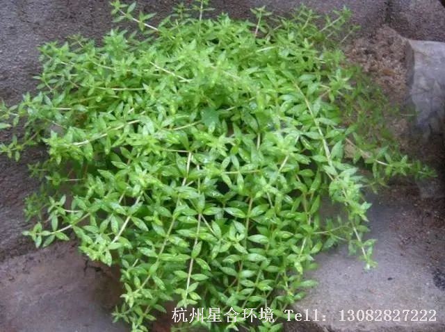 绿化养护-垂盆草