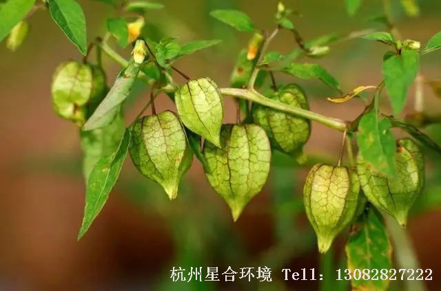 绿化养护-酸浆