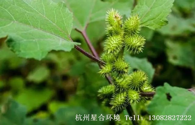 绿化养护-苍耳