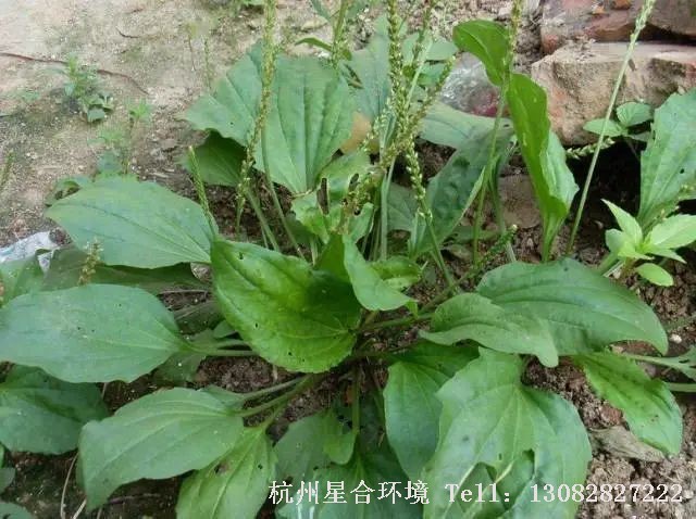 绿化养护-车前草