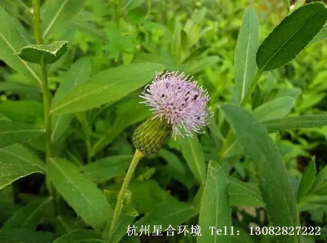 绿化养护-小蓟