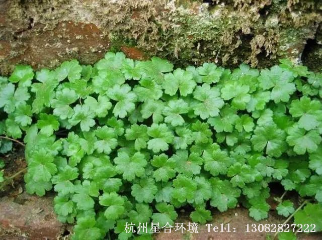 绿化养护-天胡荽