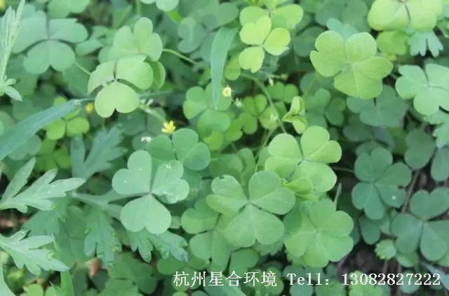 绿化养护-酢浆草
