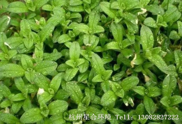 绿化养护-婆婆指甲菜