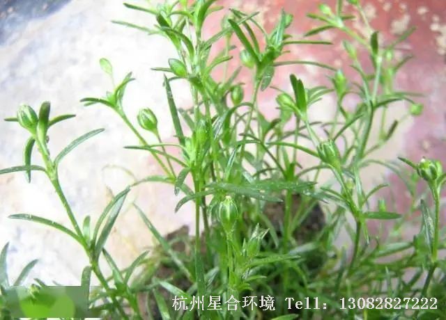 绿化养护-漆姑草