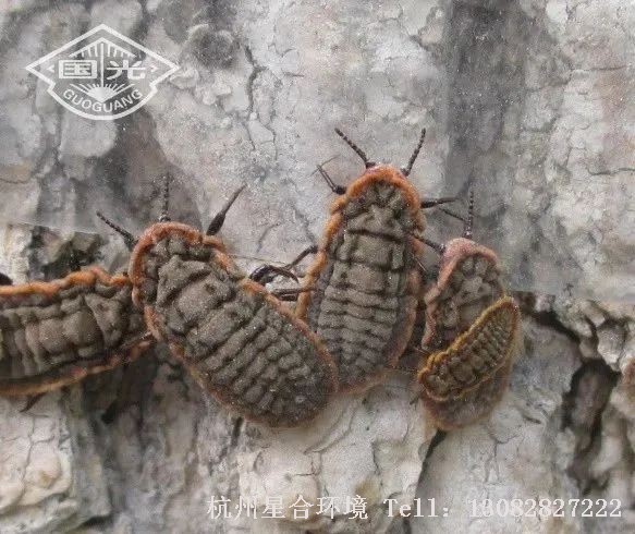 近几年已成为杨树、悬铃木、枫杨、香椿、刺槐、桑树等多种园林树木绿化养护的主要害虫之一