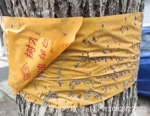 绿化养护物理阻隔，防止草履蚧上树危害。早春，在若虫和成虫上树前，可在树干下部紧贴缠绕胶带——国光树木涂白标高带，物理阻止草履蚧上树危害。