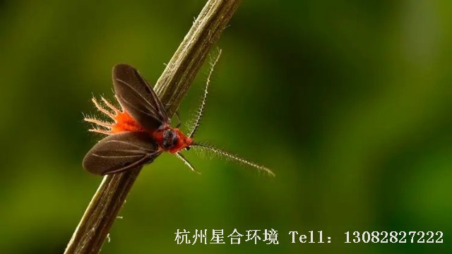 绿化养护