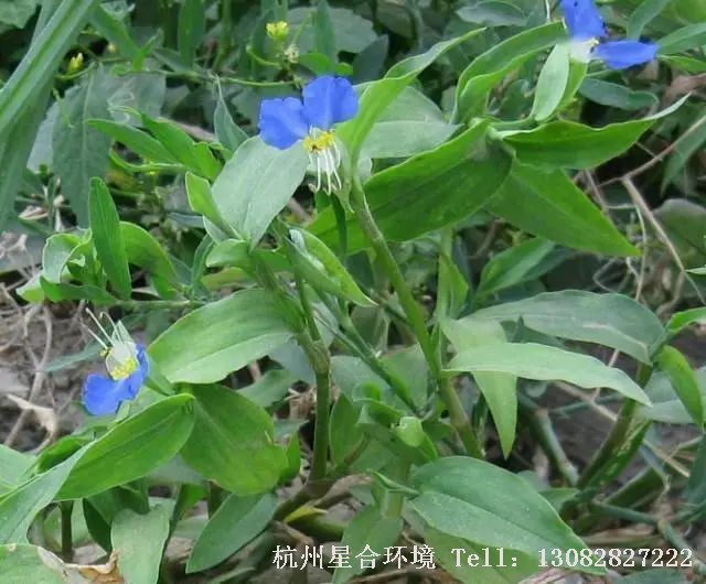 绿化养护-鸭跖草