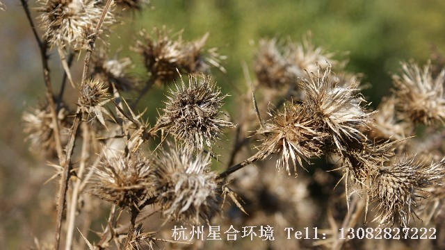 绿化养护
