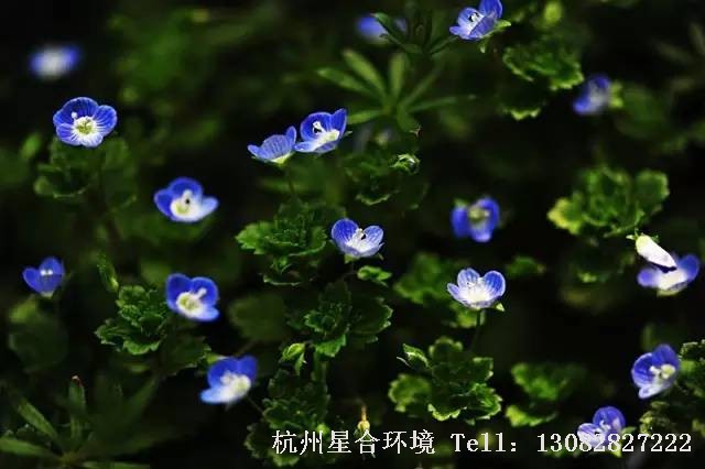 绿化养护-阿拉伯婆婆纳