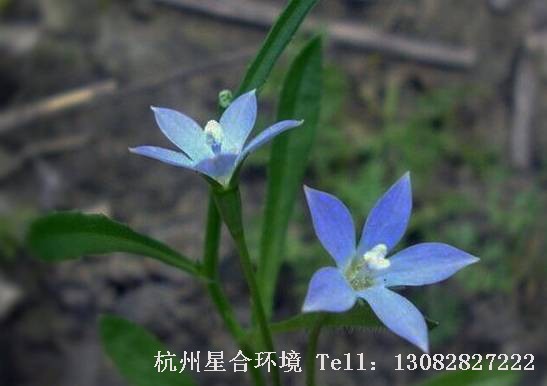 绿化养护-蓝花参