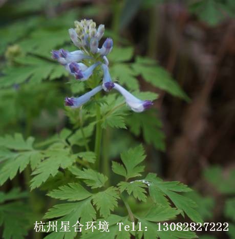 绿化养护-刻叶紫堇