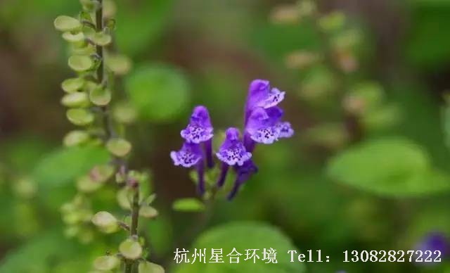 绿化养护-韩信草