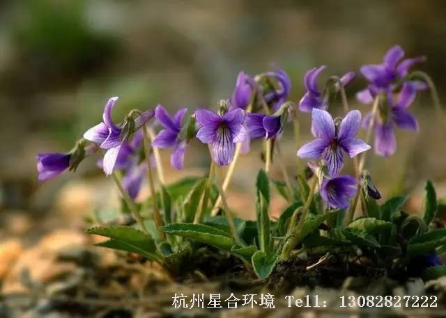 绿化养护-紫花地丁