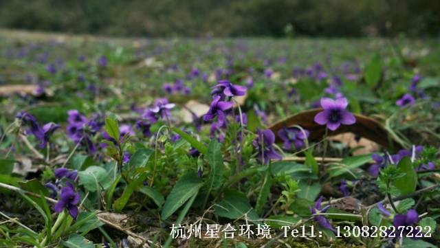绿化养护-紫花地丁