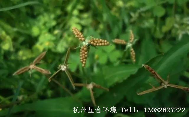 绿化养护-紫花地丁