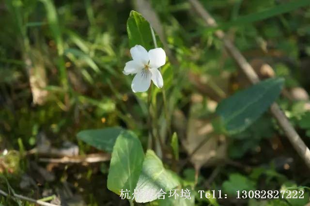 绿化养护-白花地丁