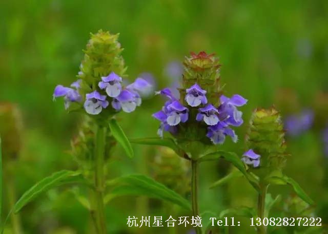 绿化养护-夏枯草