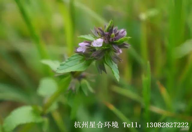 绿化养护-风轮菜