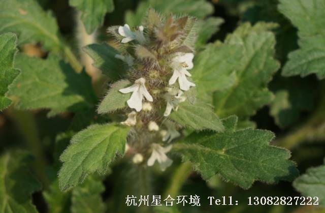 绿化养护-筋骨草