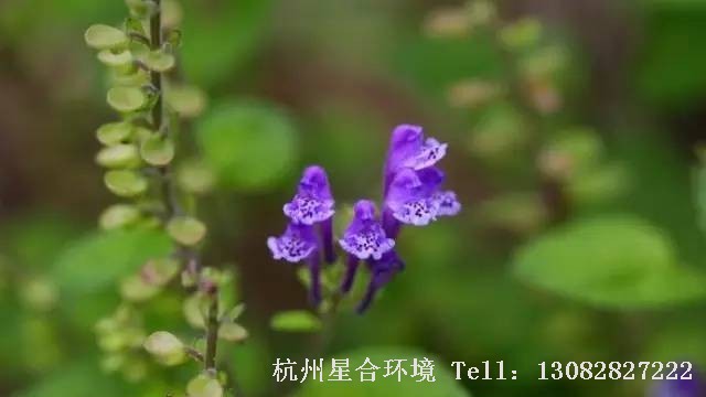 绿化养护