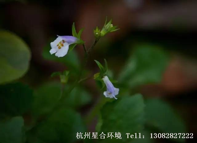 绿化养护-通泉草