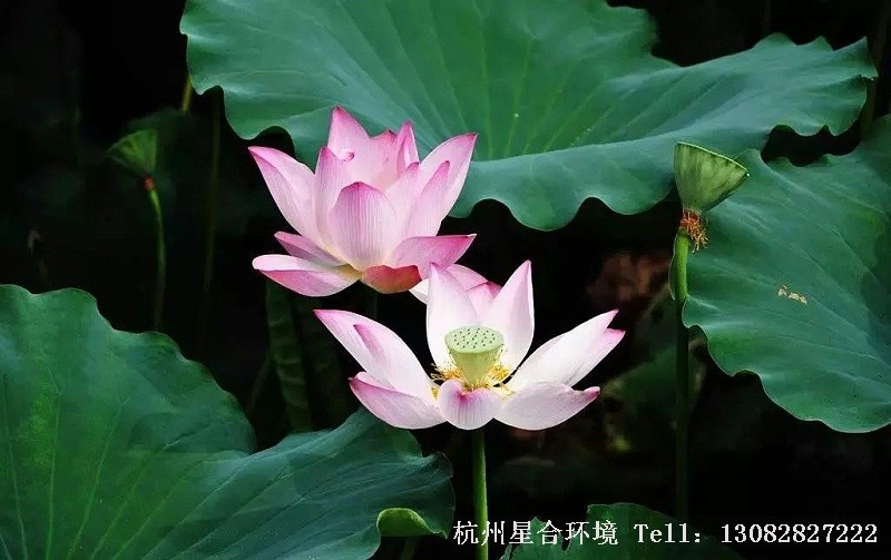 庭院设计