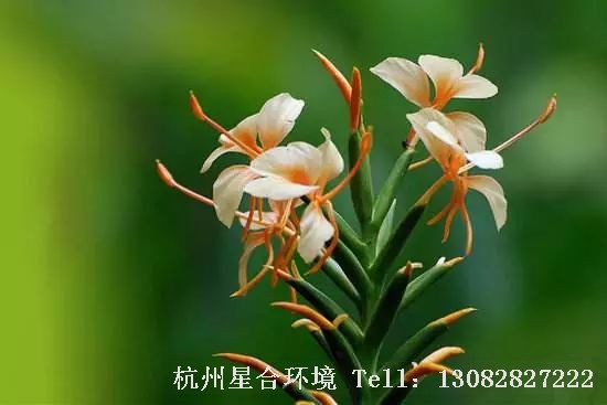 庭院设计