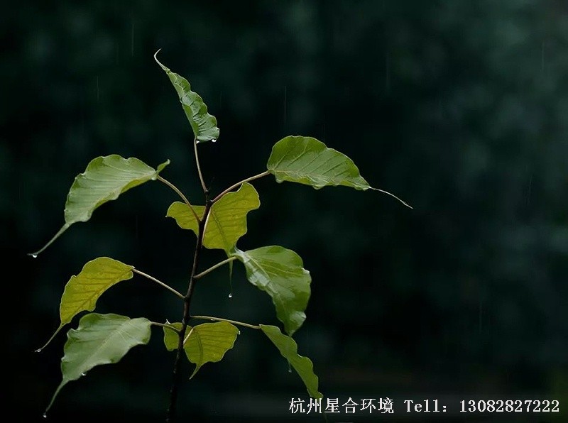 庭院设计