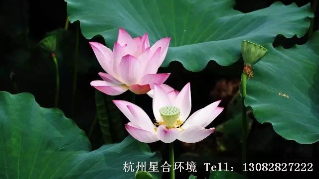 庭院设计