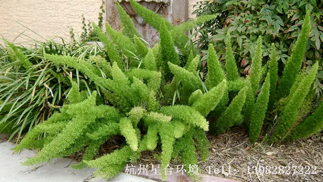 庭院养护