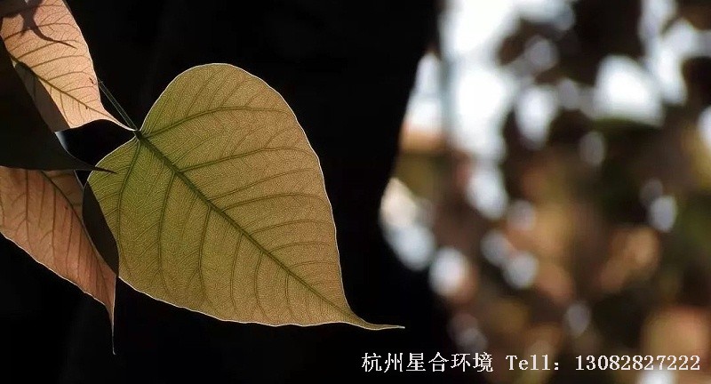 庭院设计
