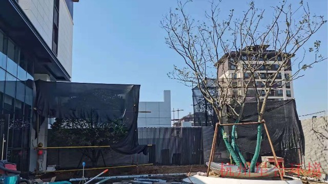 绿化施工中夏季树种如何才能保证成活率