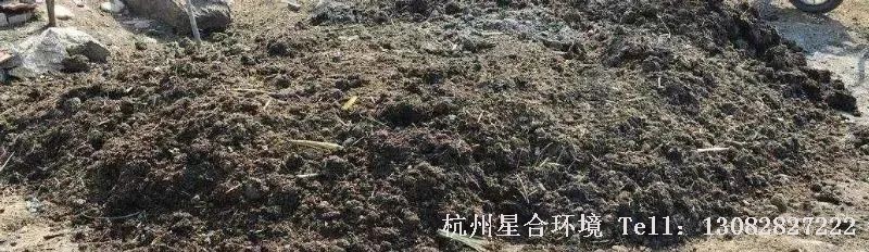 绿化养护