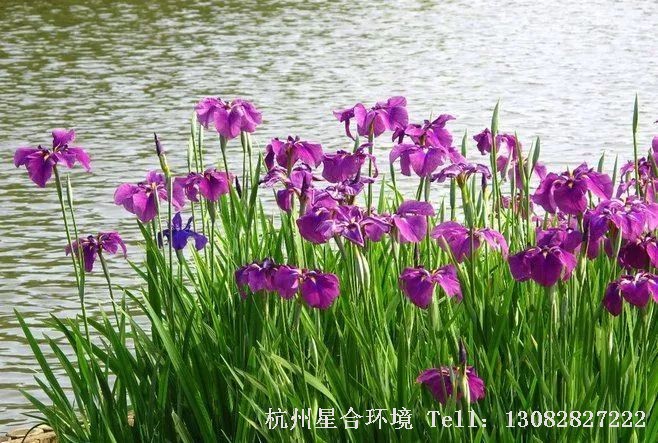 河道养护