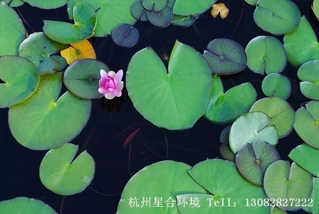 河道养护