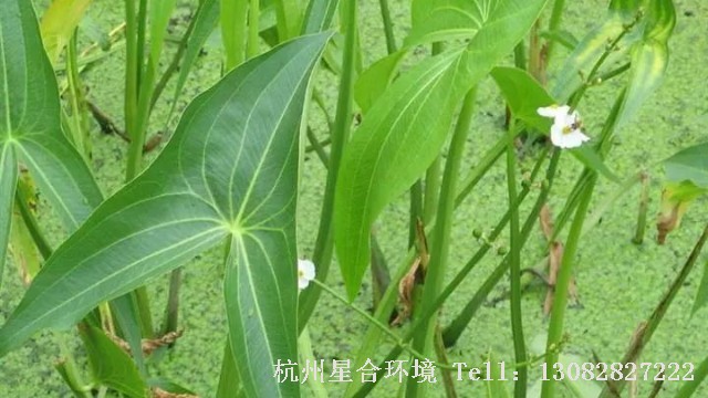 河道养护