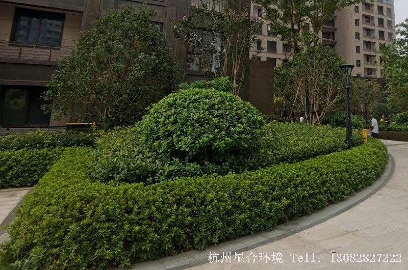 小区绿化养护局部