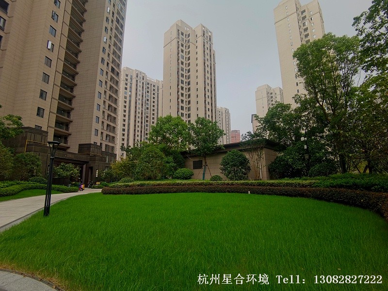 小区绿化养护草坪