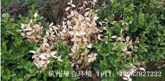 绿化养护枯枝病