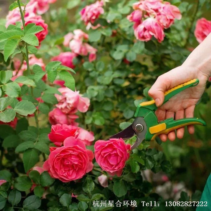 绿化养护