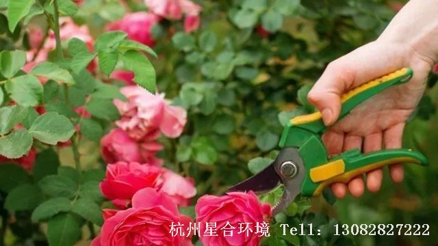 绿化养护