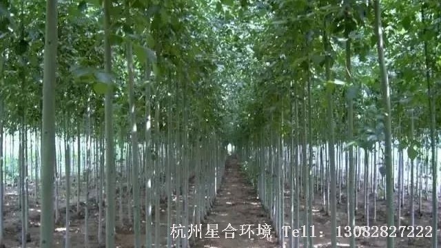 绿化苗圃