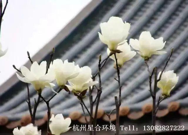 “玉兰花九瓣，色白微碧，香味似兰，故名。”作为庭院施工中早春观花落叶乔木，玉兰从树姿到花形都甚为优美，盛花时节似雪涛落雨，洁白清香。