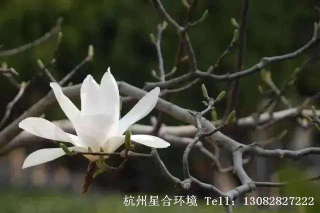 到了唐代， 在庭院栽植玉兰已经成为庭院施工植物配置的常用形式。